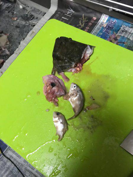 サビキでフラットフィッシュ