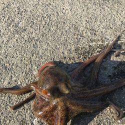 やっぱり、タコりました！