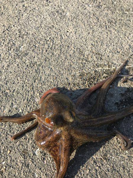 やっぱり、タコりました！