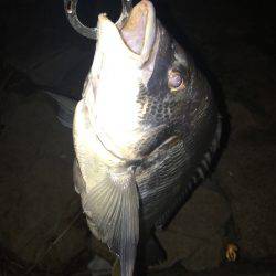 淀川ブリゲー 100枚達成