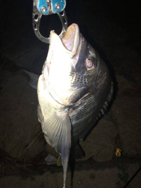 淀川ブリゲー 100枚達成