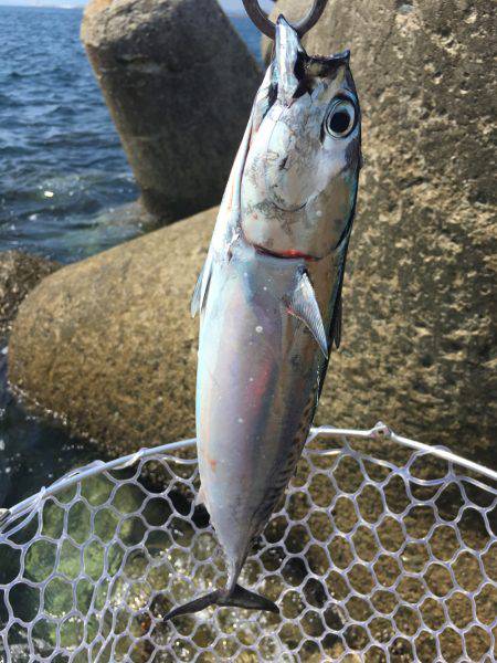 ソウダガツオとチャリコ