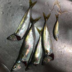 ライトショアジギングでサバ