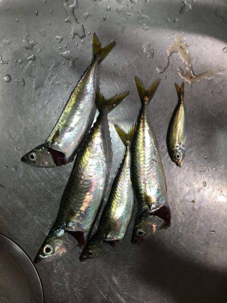 ライトショアジギングでサバ