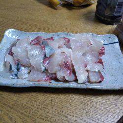 8月の海上釣堀オーパ!!シマアジ祭り