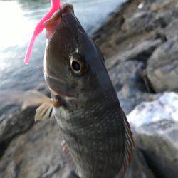 石垣島旅行 夕飯前にちょい釣り