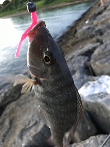 石垣島旅行 夕飯前にちょい釣り