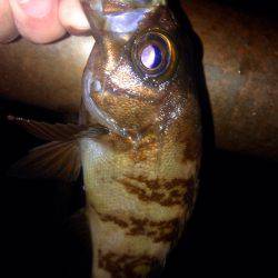 盆明けアジング