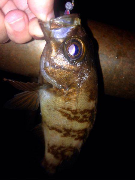 盆明けアジング