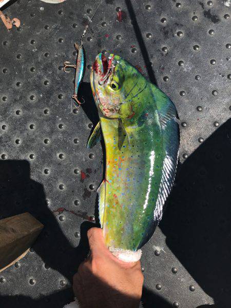 日本海 船エサ五目釣り&ルアー