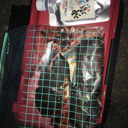 今年初ケンサキゲット