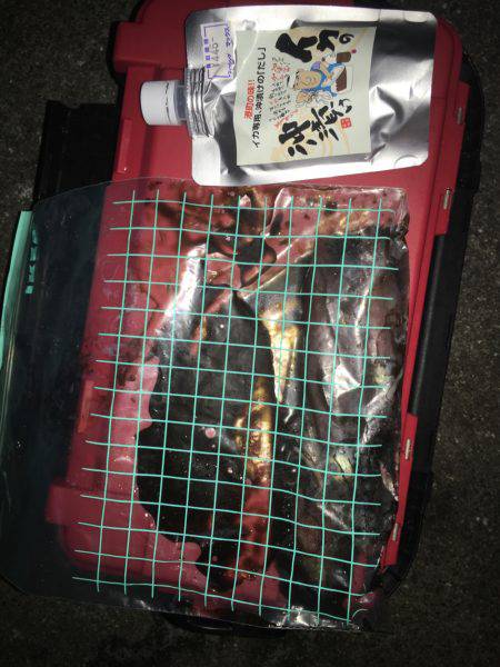 今年初ケンサキゲット