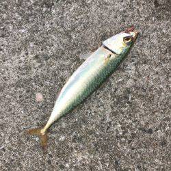 シーバス狙いが(T . T)