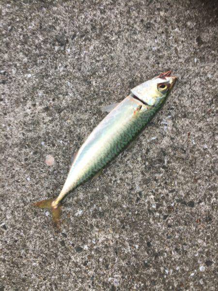 シーバス狙いが(T . T)