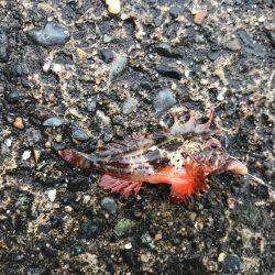 外道ばっかり。。。