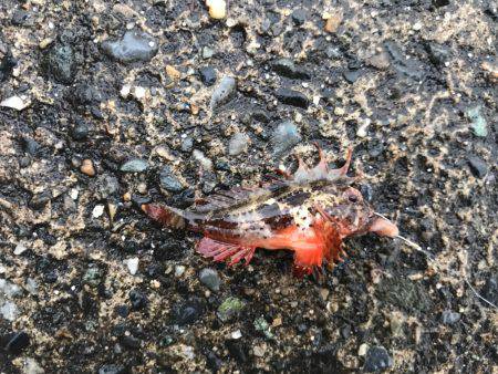 外道ばっかり。。。