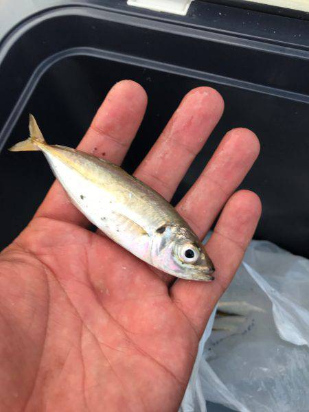 サビキin四日市港第3