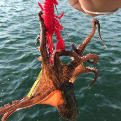 終盤戦、タコともお別れ！