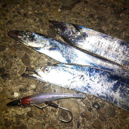 カマス不発もタチウオ