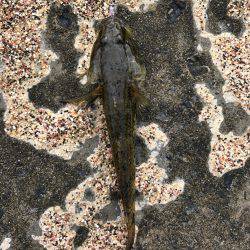 鯊クランクベイト  アーミーベイトで狙う。