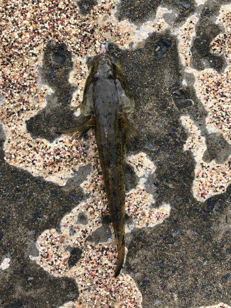 鯊クランクベイト  アーミーベイトで狙う。