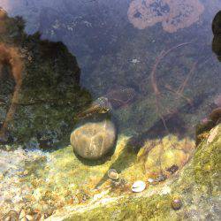 夏イカ求めて②