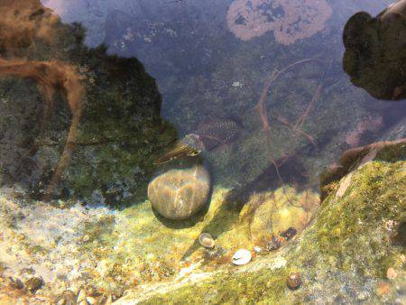 夏イカ求めて②