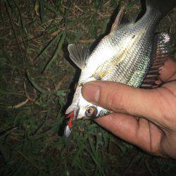 あえてのチビレ狙い