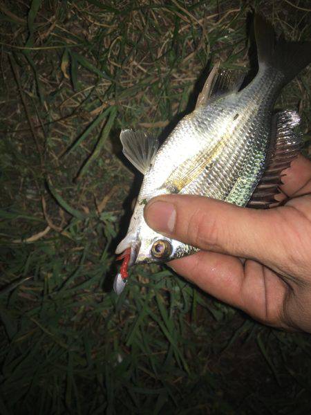 あえてのチビレ狙い