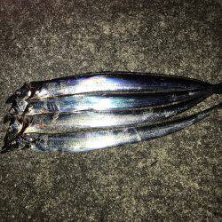 チヌ&タチウオ釣行