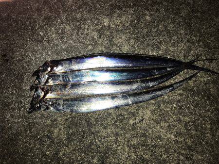 チヌ&タチウオ釣行