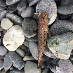 子どもとキス釣りが…