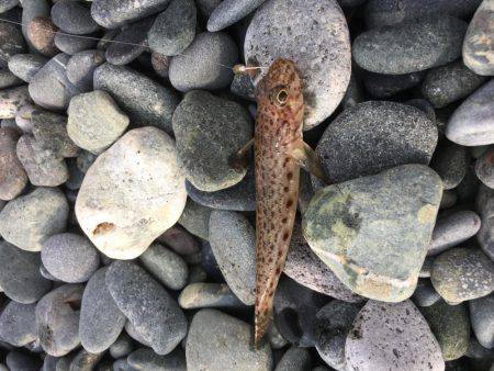 子どもとキス釣りが…