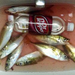 わらしべアジング