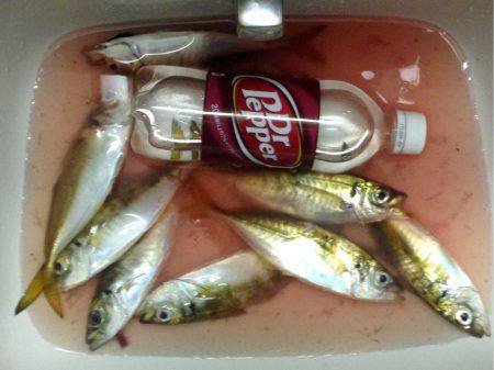 わらしべアジング