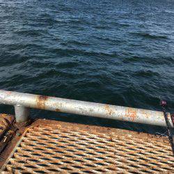 ハマチ?ハマチ!ハマチ!