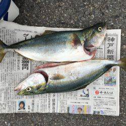 ツバスの回遊あり