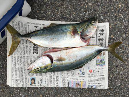 ツバスの回遊あり