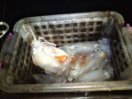 和歌山イカメタル