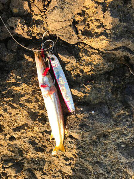 久々ショアジギ