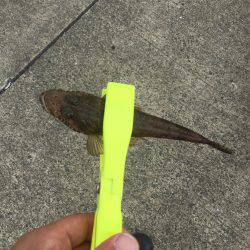 ライトジギングのちGTR