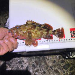 カサゴ現地喰い！