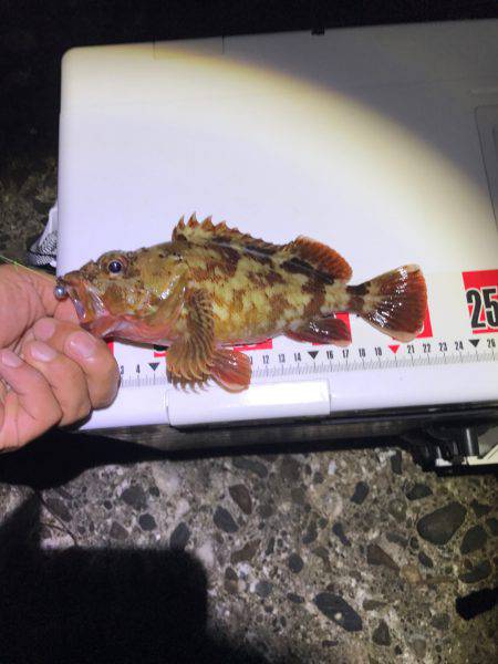 カサゴ現地喰い！