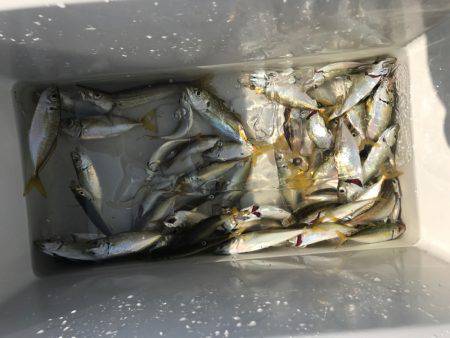 津田沖一文字で10cmアジ多数釣れました。…