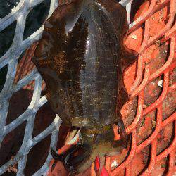 初メジロ＆アオリイカ