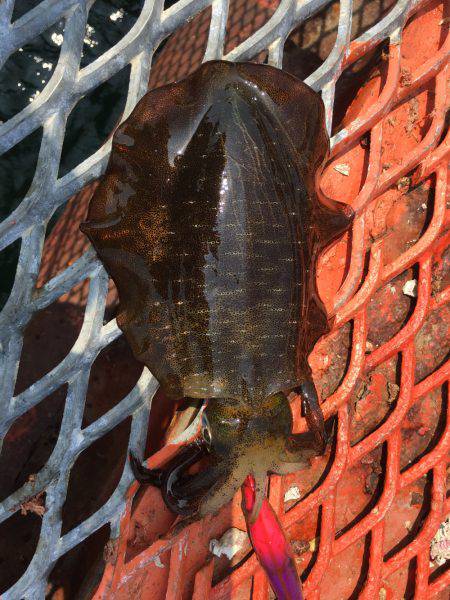 初メジロ＆アオリイカ