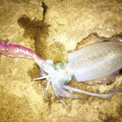 ナイトエギング