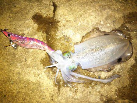 ナイトエギング