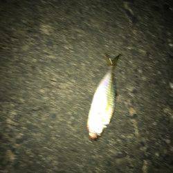 アミパターンアジング！