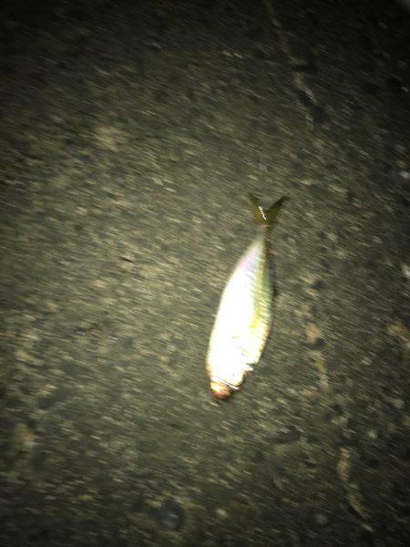 アミパターンアジング！